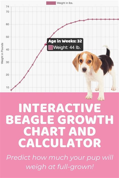Beagle Size Beagle Growth Chart