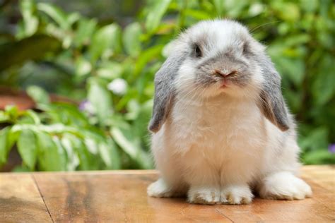 Cute Rabbit Sitting On Marble Surface Animal Medical Center Of
