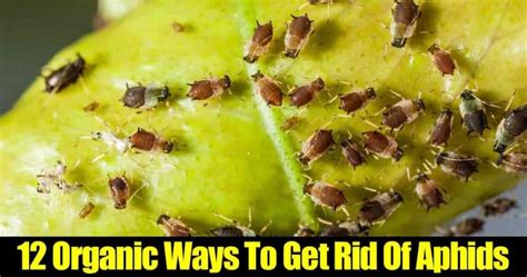 Organic Aphid Control 12 Ways To Kill And Get Rid Of Aphids