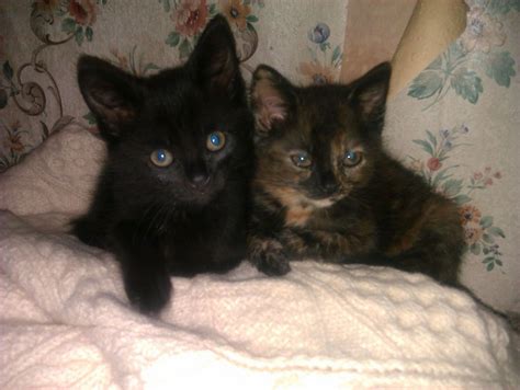 Navigate to the first search result item. Kittens for sale | Halesowen, West Midlands | Pets4Homes