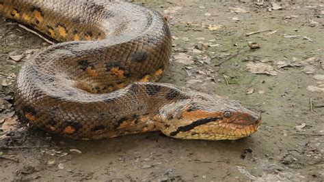 Anaconda Gigante Amazonas Anaconda Gallery