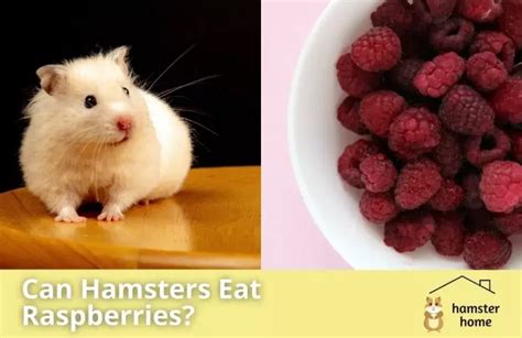 Can Hamsters Eat Raspberries Read This Before You Feed One Hamster Home