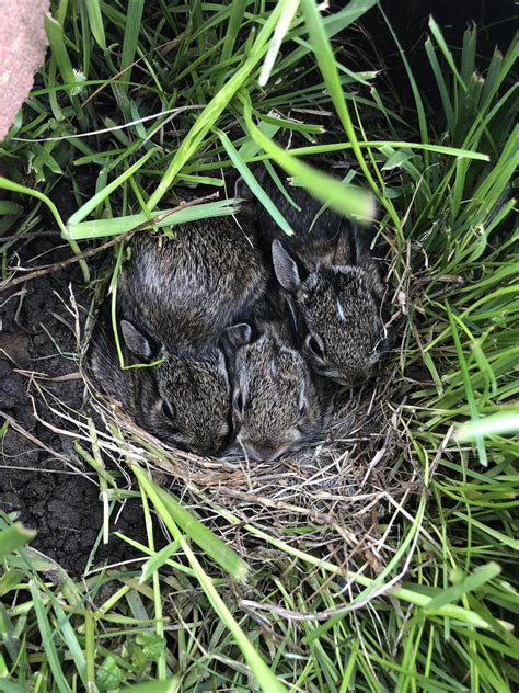 We Found These Baby Bunnies In My Backyard And My Dad Had To Build A