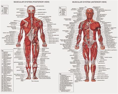 Poster Mapa Anatomia Muscular Foto Hd X Cm Corpo Humano R My Xxx Hot Girl