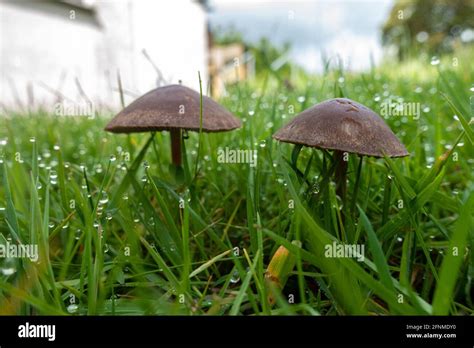 Lawn Mushrooms Hi Res Stock Photography And Images Alamy