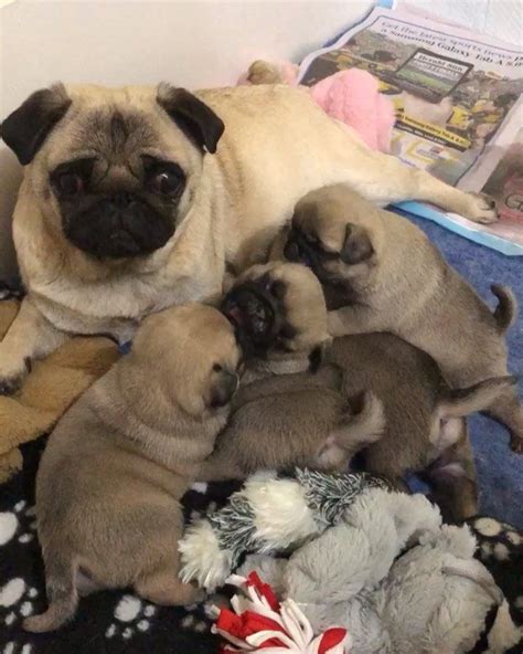 Cute Kittens Puppies And Kitties Pug Puppies Cute Funny Dogs Cute