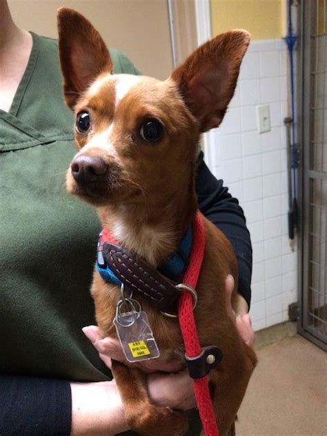 These are the latest pets available. Small Dogs For Adoption Tulsa