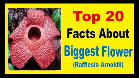The Biggest Flower Rafflesia Arnoldii Facts Youtube