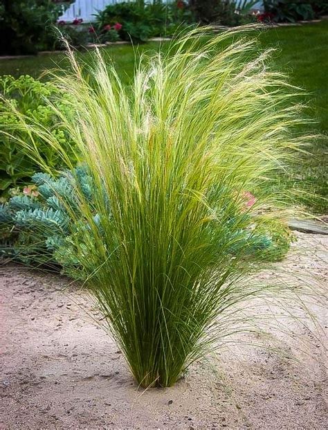 Mexican Feather Ornamental Grass Pahl S Market Apple Valley Mn