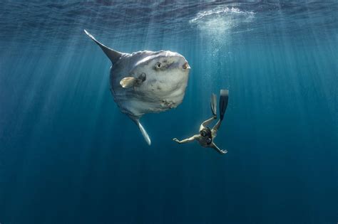 Deep Blue Sea Paul Nicklen