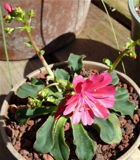 Cacti are intriguing plants that sometimes seem like they are from another world. Seasonal California Native Succulent Flowers - Cactus Jungle