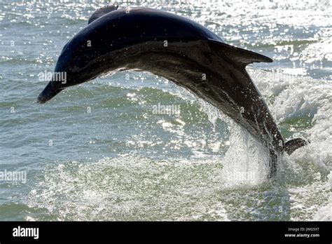 Atlantic Bottlenose Dolphin Hi Res Stock Photography And Images Alamy