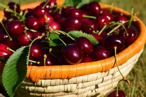 Cherries Basket Fruit · Free Photo On Pixabay