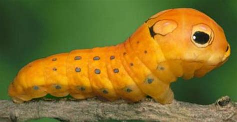 Weird Bugs Creepy Caterpillars That Look Alike Snakes