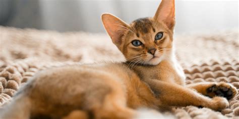 100 Popular Abyssinian Cat Names In 2024