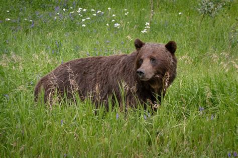 Grizzly Bear Kevin Osicki