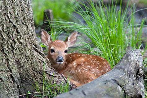 Litte Fawn Pictures Download Free Images On Unsplash