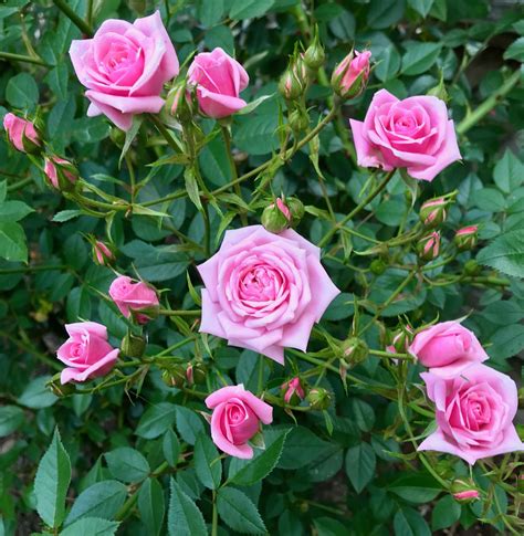 The Fairy Rose Rose Flowers Plants