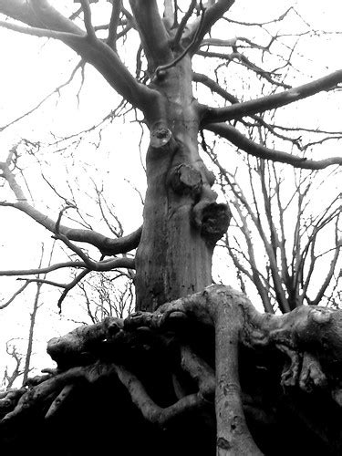 Gnarly Tree 2 Gnarly Old Tree Gnoll Park Neath Feb 07 Richard