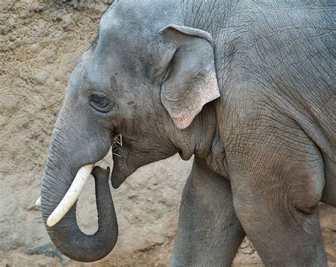 Qué Comen Los Elefantes Y Cuántos Kilos De Comida Necesitan Diariamente