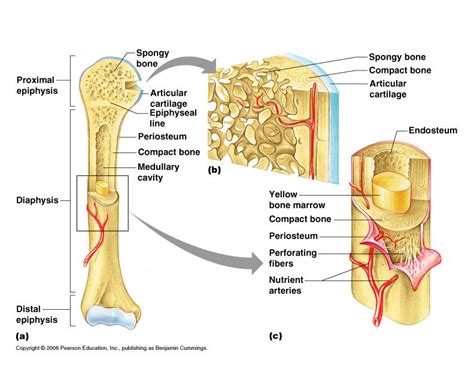 They are one of five types of bones: Long Bone Anatomy | Science notes, Gross anatomy, Online ...