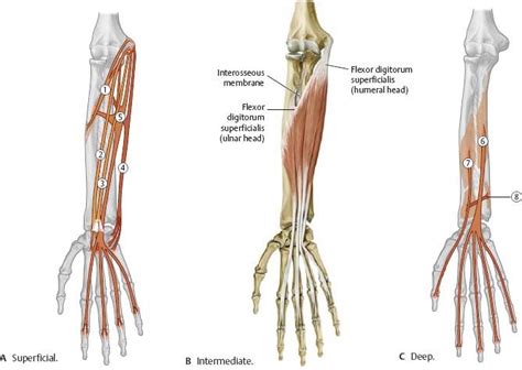 Elbow Forearm Atlas Of Anatomy Anatomy Medical Anatomy Medical