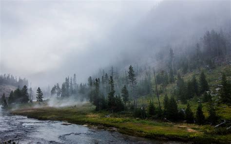 Download Yellowstone National Park Misty Forest Wallpaper