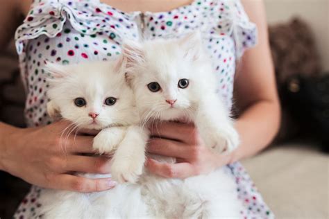 Adopt Two Kittens And Save Two Lives At Once