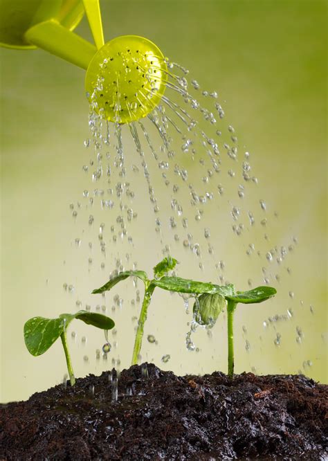 It can be hard to determine how much water your garden is getting. Watering Your Vegetable Garden For Healthy Plants - The ...