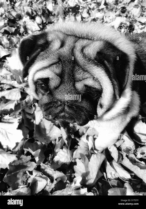 Fall Pug In Black And White Stock Photo Alamy