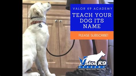 Teach Your Dog Its Name Youtube
