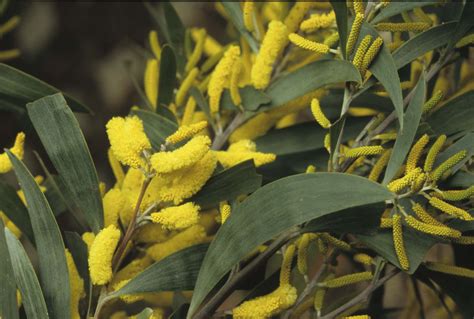Acacia Binervia Australian Plants Society