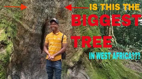 Full Documentary Of The Biggest Tree In West Africa Makinspirations