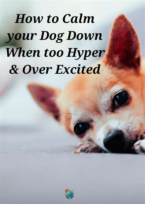He used to bark excessively at all sorts of things and nip at our kids when do aussies calm down by: How to Calm your Dog Down When too Hyper & Over Excited