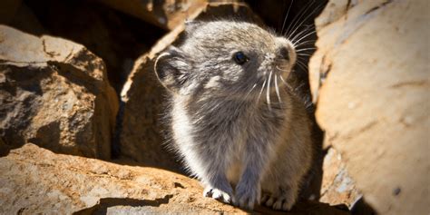 The Pika Predicament Wildlife And The Climate Crisis The National