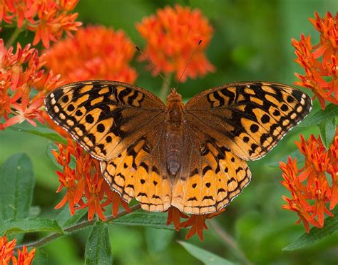Great Spangled Fritillary Alabama Butterfly Atlas Beautiful