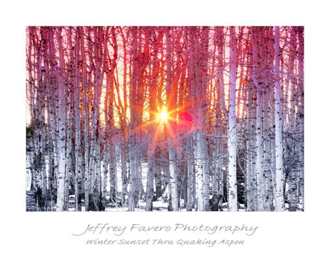 Winter Sunset Through Quaking Aspen Jeffrey Favero Fine