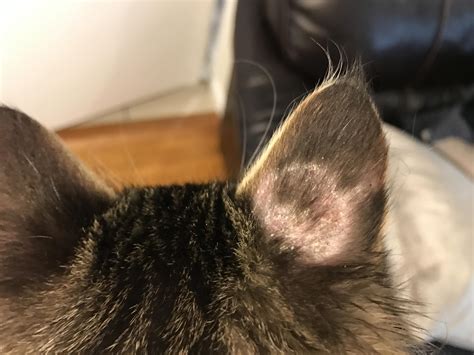 Indoor Cat Losing Hair On Ears Cat Meme Stock Pictures And Photos