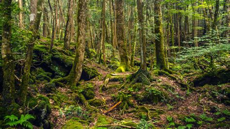 15 Eerie Things About Japans Suicide Forest Mental Floss
