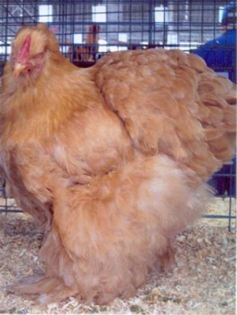 Buff Cochins Baby Chicks For Sale Online Cackle Hatchery