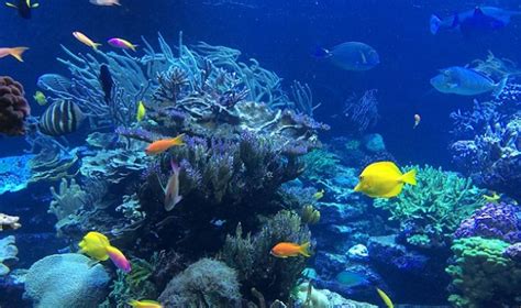 Nemo And Other Reef Fish Can See Colors We Cant Asian Scientist Magazine