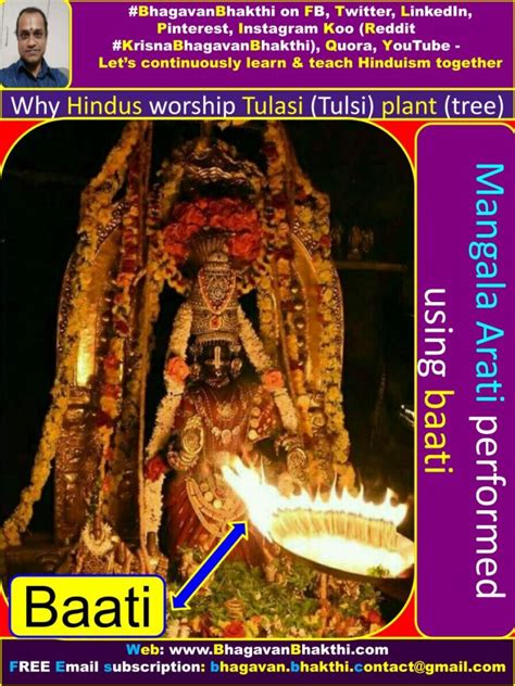 Why Hindus Worship Tulasi Tulsi Basil Plant Tree Why Tulasi