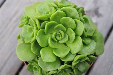 Aeonium Lily Pad Succulents Lily Pads Plants