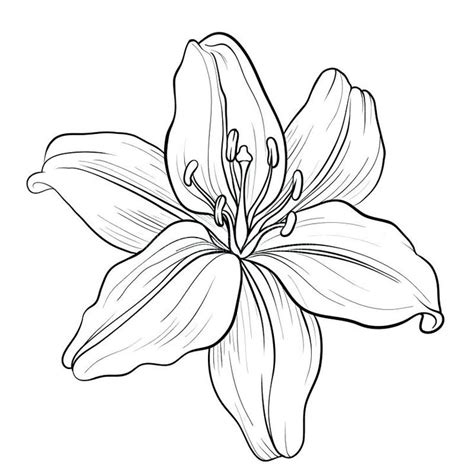 If you've never drawn a flower before, or have trouble drawing … Lily Flower Outline Lily Flower Black And White Drawing ...