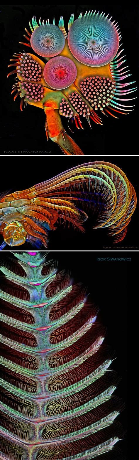 The Extraordinary Details Of Insects Captured With A Laser Scanning