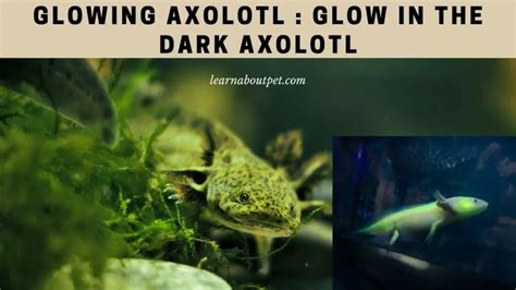 Glowing Axolotl 7 Cool Facts About Glow In The Dark Axolotl