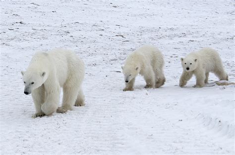 Polar Bears How Climate Change Is Affecting Them And Ways