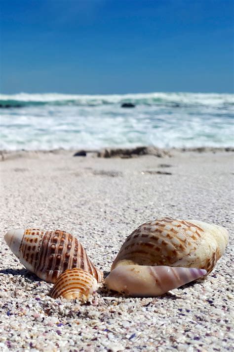 Sea Shells On Beach In 2021 Nature Photography Sea Shells Beach