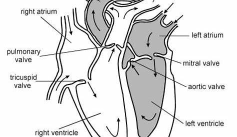 Heart - Cross section | Diagram | Patient