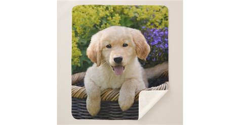 Golden Retriever Baby Dog Puppy Funny Pet Photo Sherpa Blanket Zazzle